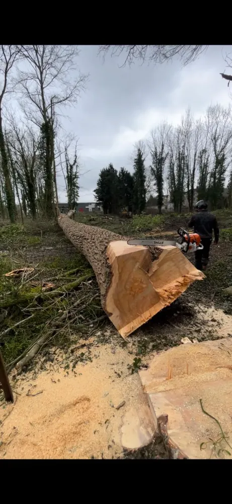 Abattage près de Gouvieux