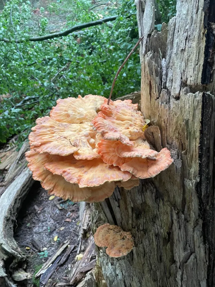 Plantations près de Gouvieux
